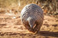 David Shepherd Wildlife Foundation