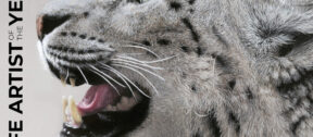 David Shepherd Wildlife Foundation