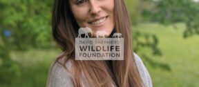 David Shepherd Wildlife Foundation