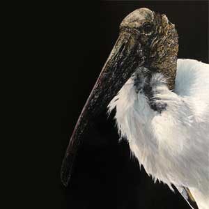 David Shepherd Wildlife Foundation