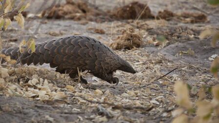 Pangolin Conservation & Endangered Status | David Shepherd Wildlife ...