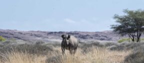 David Shepherd Wildlife Foundation