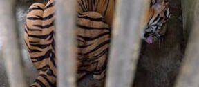 David Shepherd Wildlife Foundation