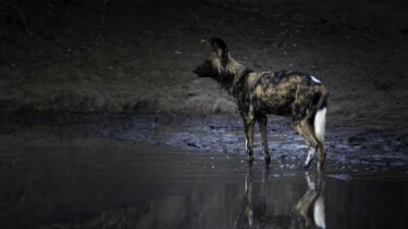 David Shepherd Wildlife Foundation