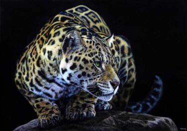 David Shepherd Wildlife Foundation