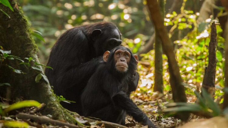 Broken Bloodlines: the importance of chimpanzee conservation | David ...