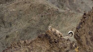 How DSWF is Protecting & Saving Snow Leopards