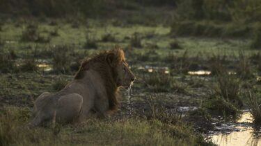 David Shepherd Wildlife Foundation