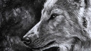 David Shepherd Wildlife Foundation