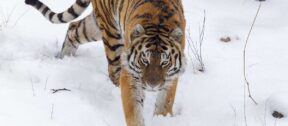 David Shepherd Wildlife Foundation