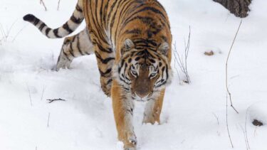 David Shepherd Wildlife Foundation