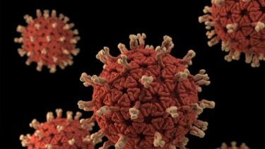 David Shepherd Wildlife Foundation