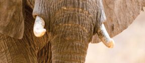 David Shepherd Wildlife Foundation