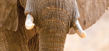 David Shepherd Wildlife Foundation