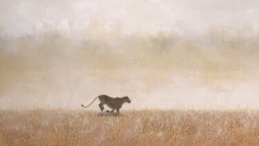 David Shepherd Wildlife Foundation