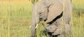 David Shepherd Wildlife Foundation