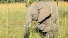 David Shepherd Wildlife Foundation