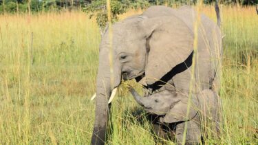 David Shepherd Wildlife Foundation