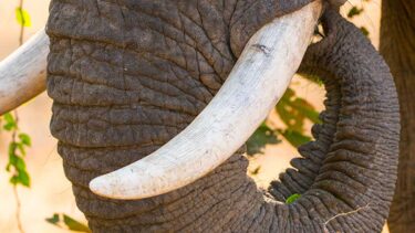 David Shepherd Wildlife Foundation