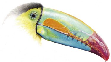 David Shepherd Wildlife Foundation