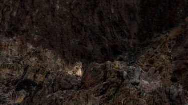 David Shepherd Wildlife Foundation