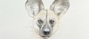 David Shepherd Wildlife Foundation