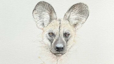 David Shepherd Wildlife Foundation