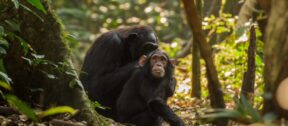 David Shepherd Wildlife Foundation