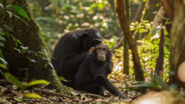 David Shepherd Wildlife Foundation