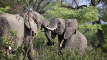 David Shepherd Wildlife Foundation