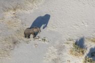 David Shepherd Wildlife Foundation