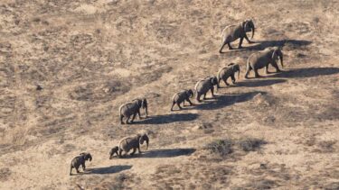 David Shepherd Wildlife Foundation