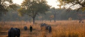 David Shepherd Wildlife Foundation