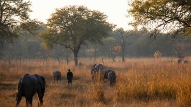 David Shepherd Wildlife Foundation