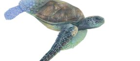 David Shepherd Wildlife Foundation