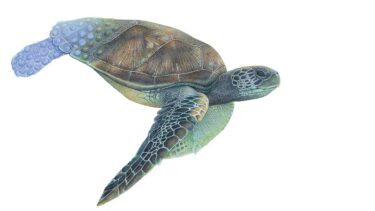 David Shepherd Wildlife Foundation