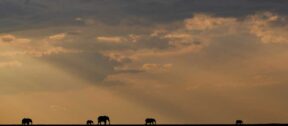 David Shepherd Wildlife Foundation