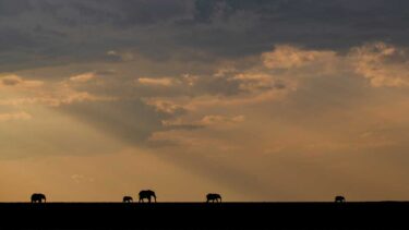 David Shepherd Wildlife Foundation