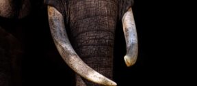 David Shepherd Wildlife Foundation