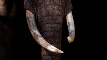 David Shepherd Wildlife Foundation