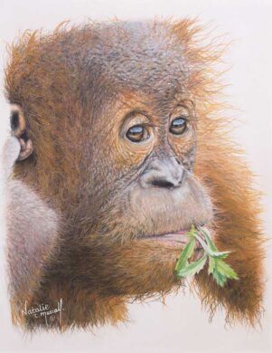 David Shepherd Wildlife Foundation
