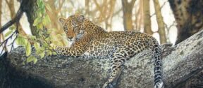 David Shepherd Wildlife Foundation