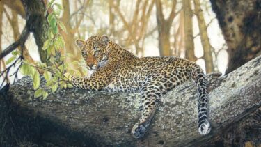 David Shepherd Wildlife Foundation