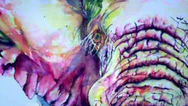 David Shepherd Wildlife Foundation