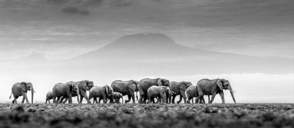 David Shepherd Wildlife Foundation