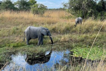 David Shepherd Wildlife Foundation