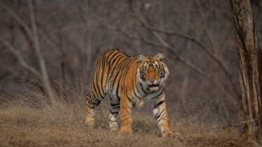 David Shepherd Wildlife Foundation