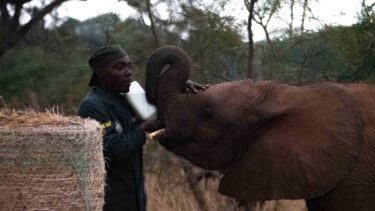 David Shepherd Wildlife Foundation