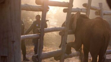 David Shepherd Wildlife Foundation