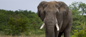 David Shepherd Wildlife Foundation